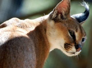 caracal