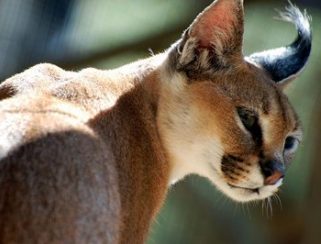 caracal