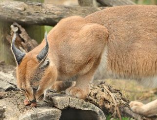 caracal