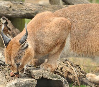 caracal