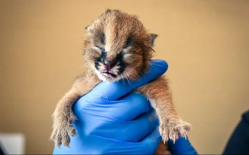 Caracal Kitten Nashville