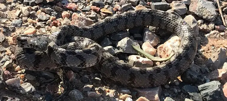 Cat Snake