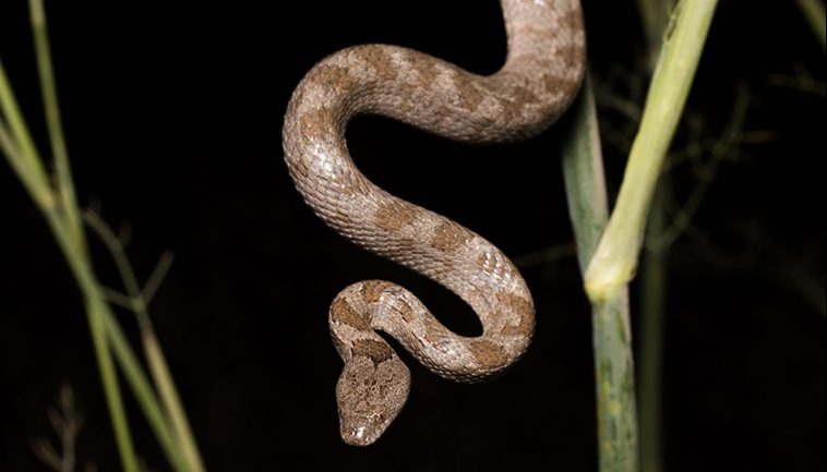 Cat Snake