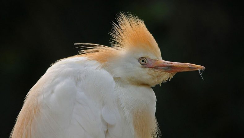 Cattle Egret