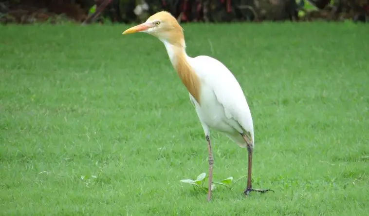 Cattle Egret