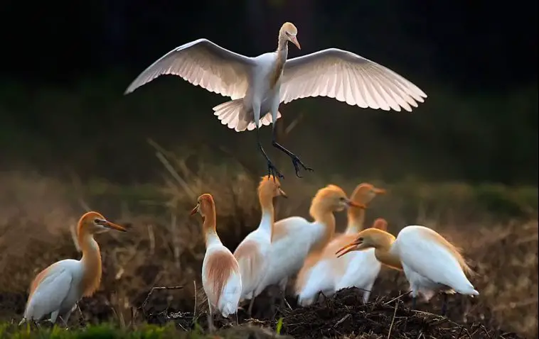 Cattle Egret