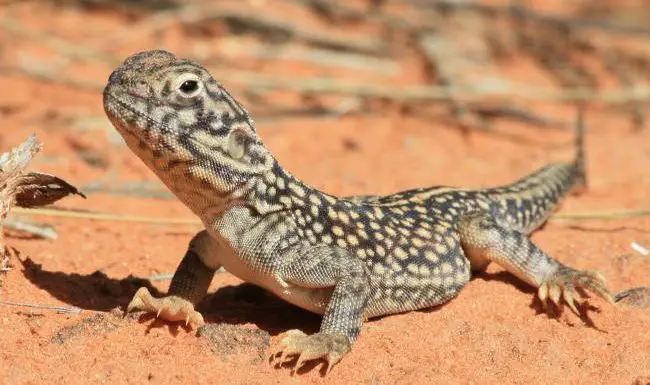 Central Netted Dragon