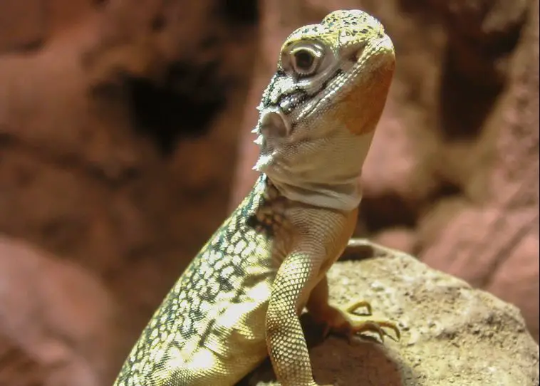 Central Netted Dragon