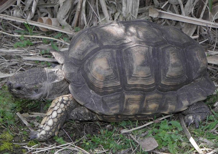 Chaco tortoise (Chelonoidis chilensis)