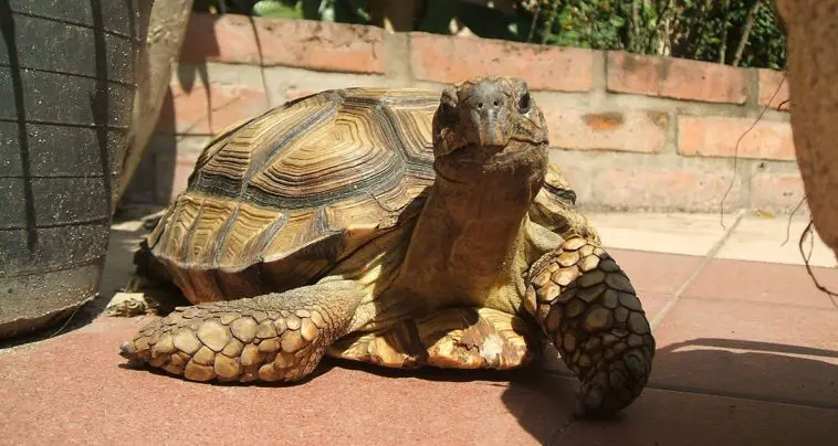 Chaco tortoise (Chelonoidis chilensis)