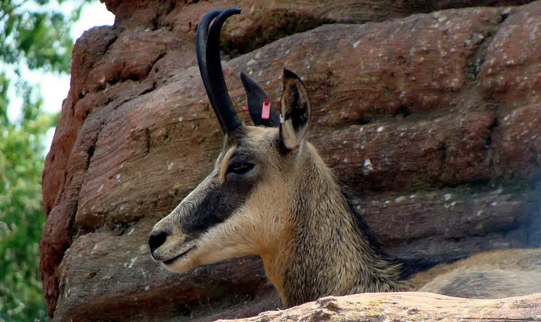 Chamois