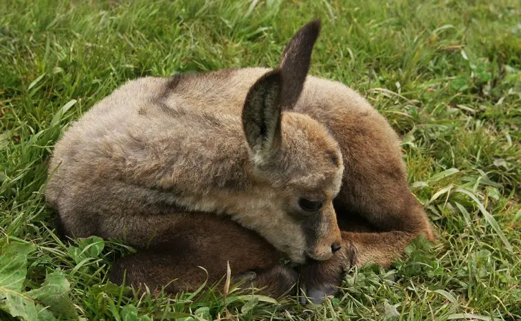 Chamois