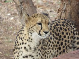 cheetah