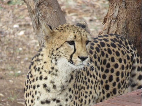 cheetah