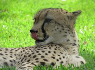 cheetah