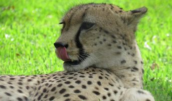 cheetah