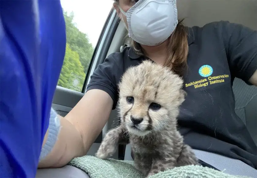 Cheetah Cub Adoption Smithsonian's National Zoo