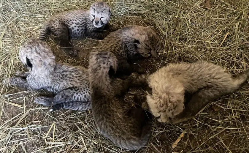 Cheetah Cub Adoption Smithsonian's National Zoo