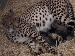 Cheetah Cubs Monarto Safari Park