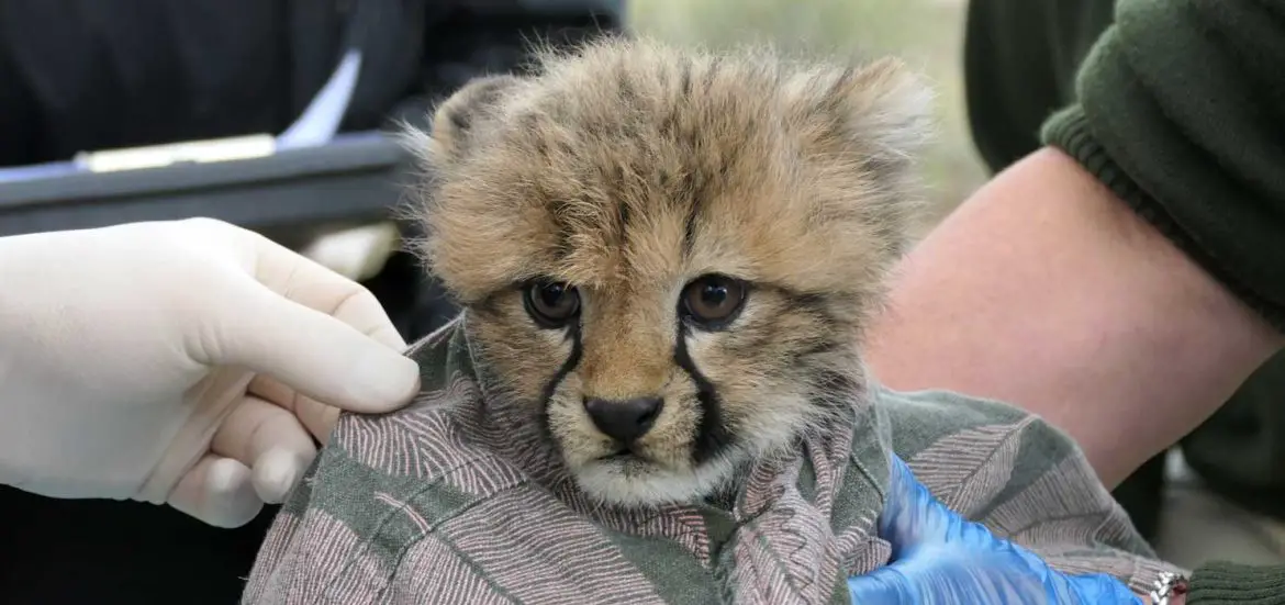 Cheetah Cub Health Check at Monarto Safari Park