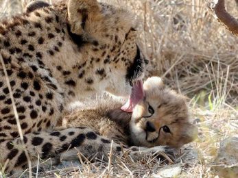 Cheetah Cubs Step Outside Monarto Safari Park