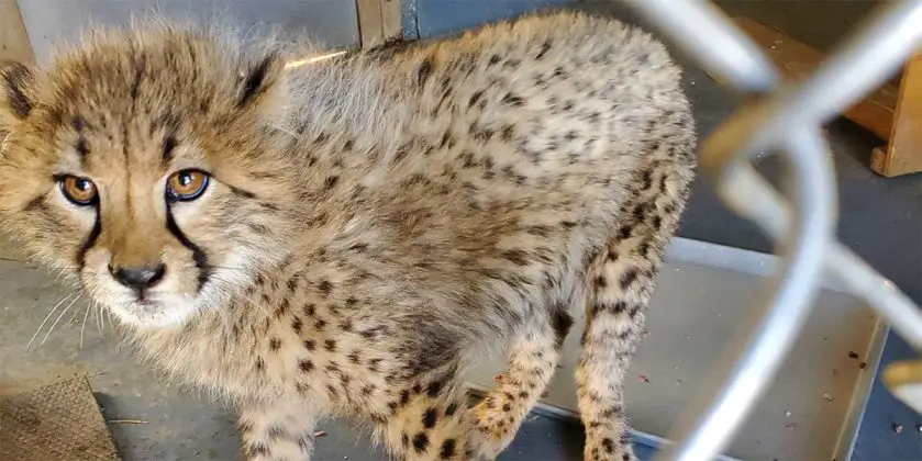 Cheetah Cubs Named at the Smithsonian's National Zoo