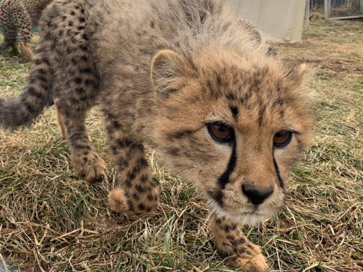 Cheetah Cubs Named at the Smithsonian's National Zoo