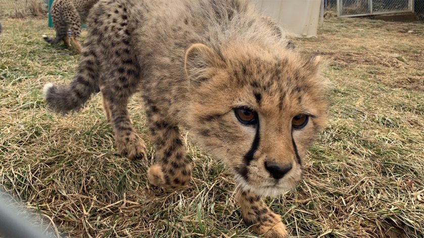 Cheetah Cubs Named at the Smithsonian's National Zoo