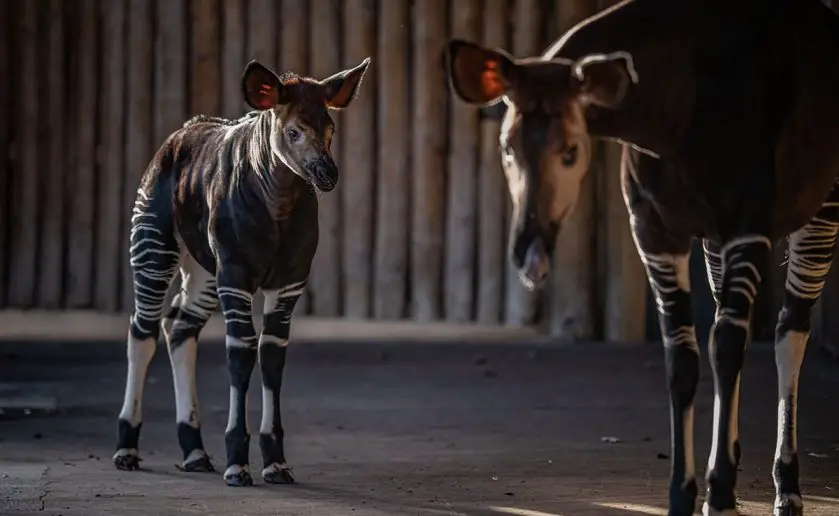 Okapi Calf Chester Zoo