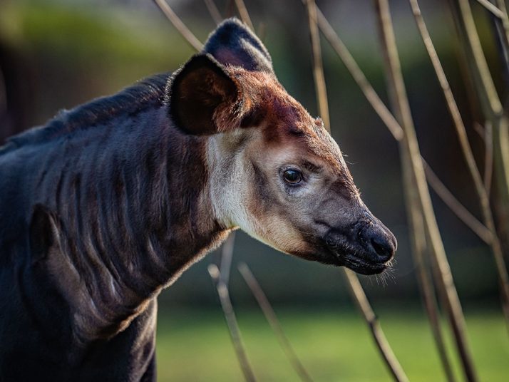 Okapi Calf Chester Zoo