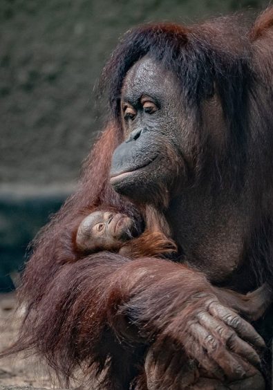 chester zoo orangutan birth