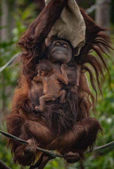 chester zoo orangutan birth