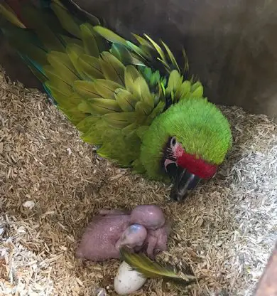 great green macaw chicks