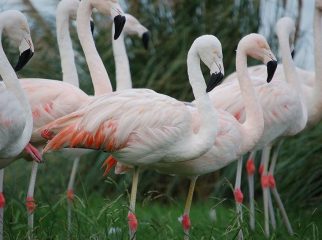 Chilean Flamingo