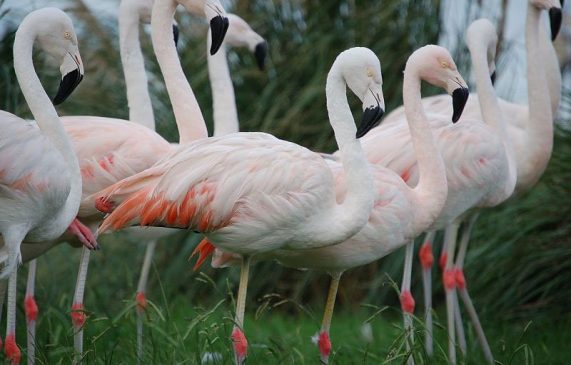 Chilean Flamingo