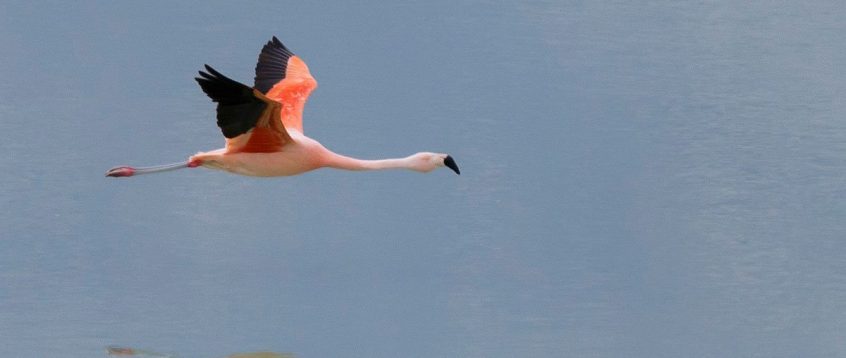 Chilean Flamingo