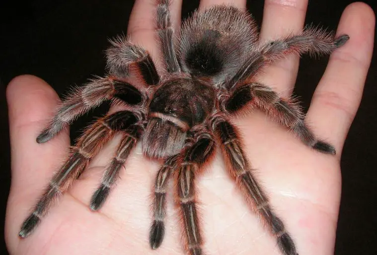 Chilean Rose Tarantula (Grammostola rosea)