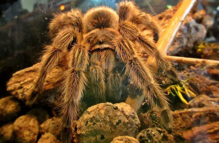 Chilean Rose Tarantula (Grammostola rosea)