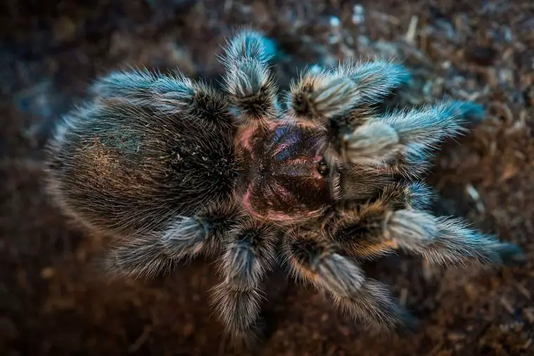 Chilean Rose Tarantula (Grammostola rosea)
