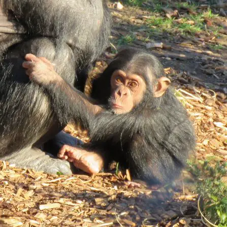 chimpanzee