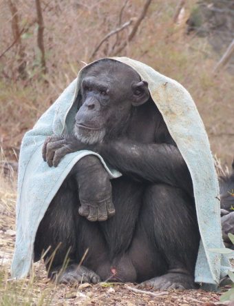 chimpanzee