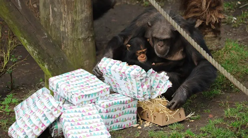 Chimpanzee Birthday at Edinburgh Zoo
