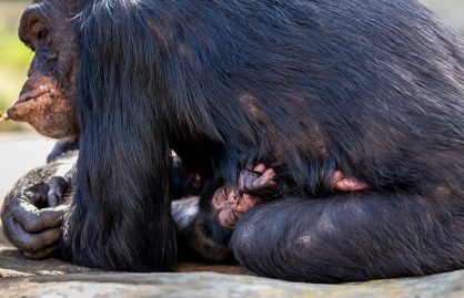 Chimpanzee Taronga Zoo