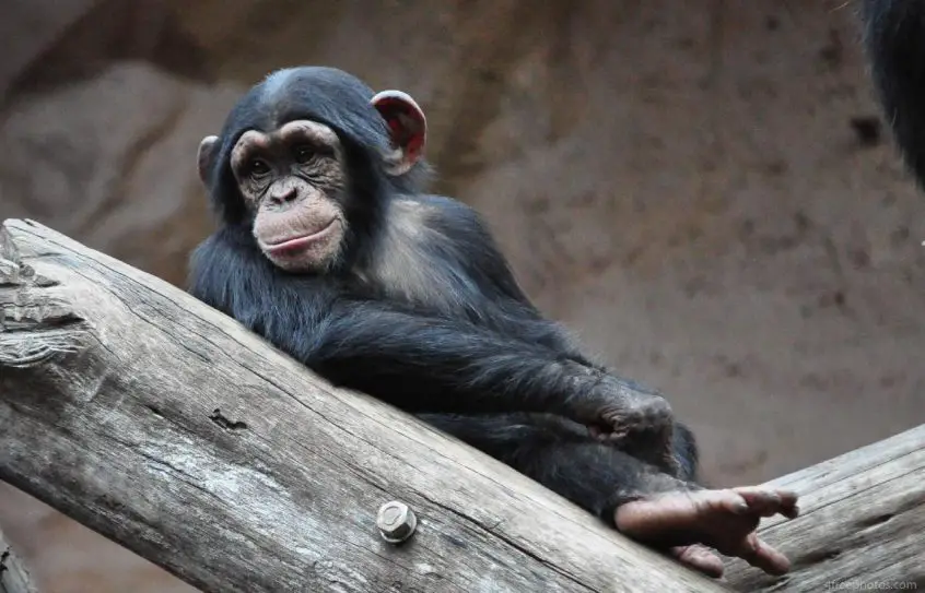 chimpanzee