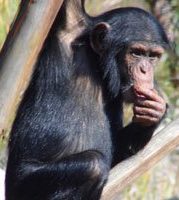 chimpanzee