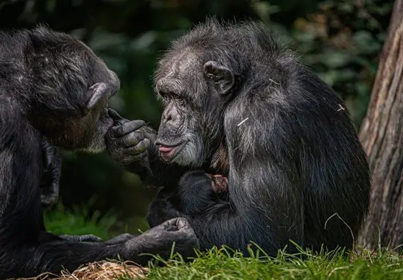 Baby Chimpanzee Chester Zoo