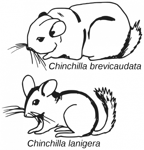 long-tailed chinchilla
