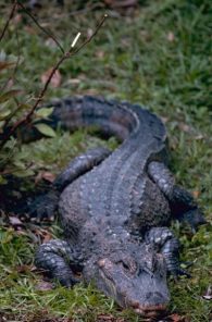Chinese Alligator