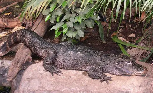 Chinese Alligator