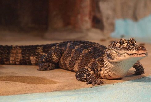 Chinese Alligator